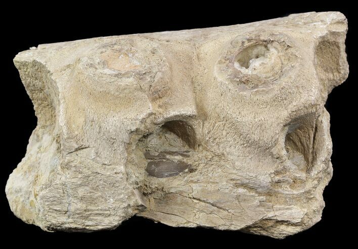 Tylosaurus Jaw Section - Smoky Hill Chalk, Kansas #49859